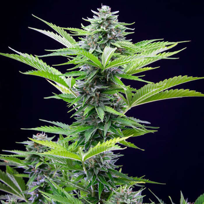Fast Eddy Automatic (5 Pack) CBD - Royal Queen Seeds