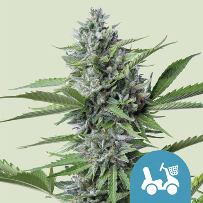 Fast Eddy Automatic (5 Pack) CBD - Royal Queen Seeds
