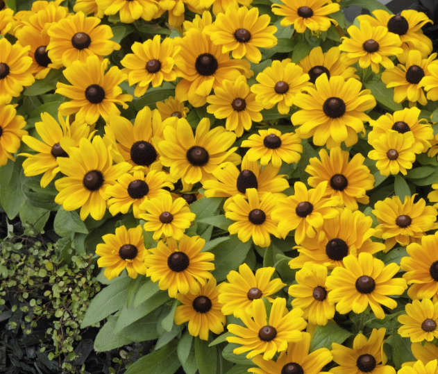 Rudbeckia Claire Orange Seed