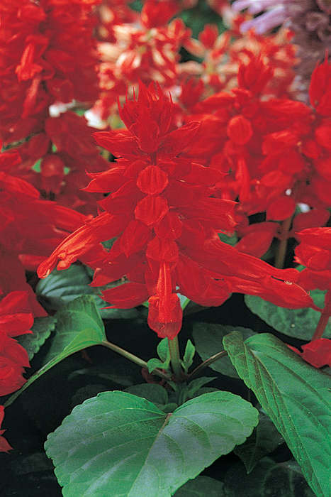 Salvia Vista Red Seeds