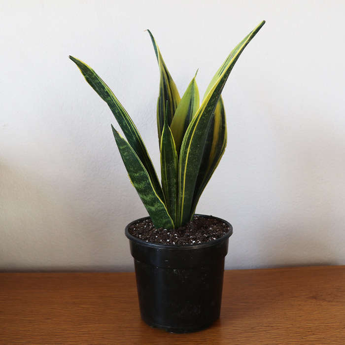 Sanseveria Golden Flame (14cm pot)