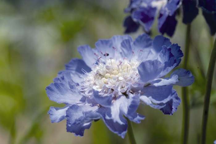 Scabiosa Fama Deep Blue Seeds