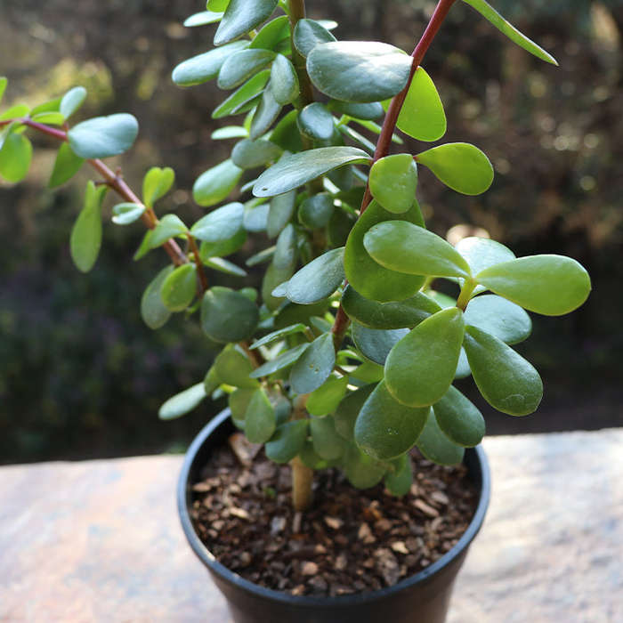 Spekboom Portulacaria Afra
