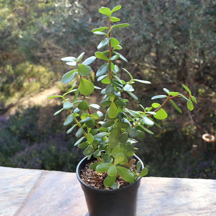 Spekboom Portulacaria Afra