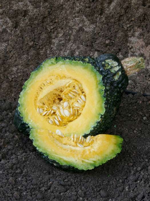 Squash Grn Hubbard Chicago Seeds
