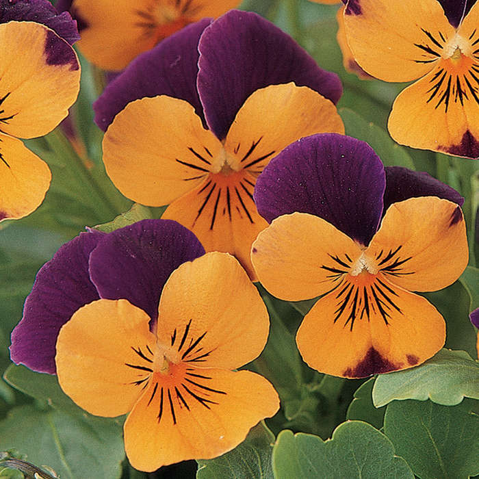 Viola Sorbet Orange Jump Up Xp Seeds