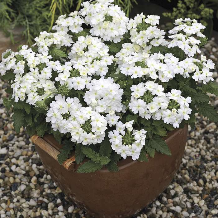 Verbena Tuscany White Seeds