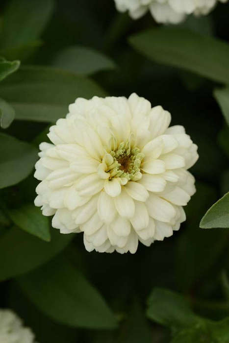 Zinnia Zahara Double White Seeds