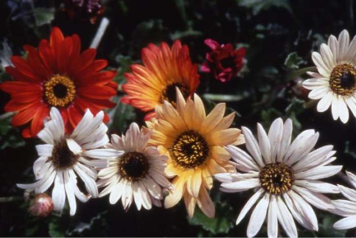 Arctotis Harlequin Mix Seeds