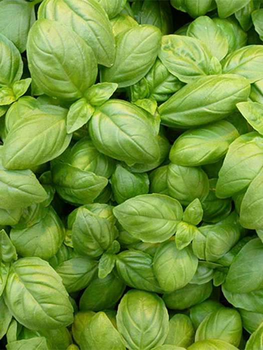 Basil Eleonora Seeds