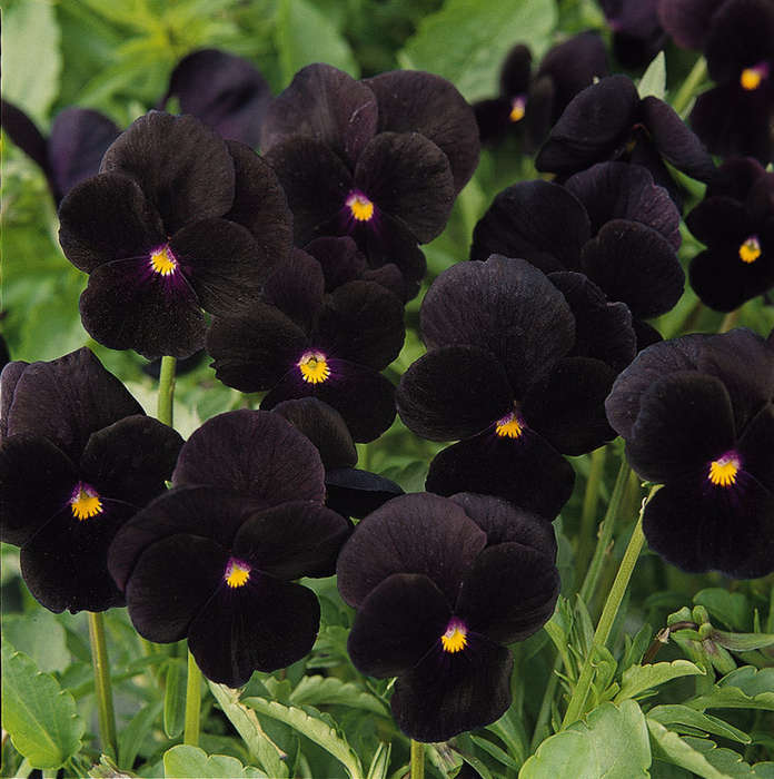 Viola Sorbet Black Delight Seeds
