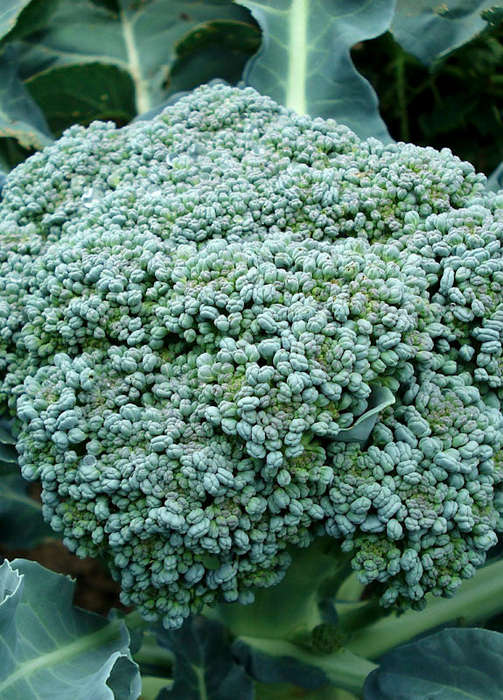 Broccoli Green Sprouting Calabrese Seeds