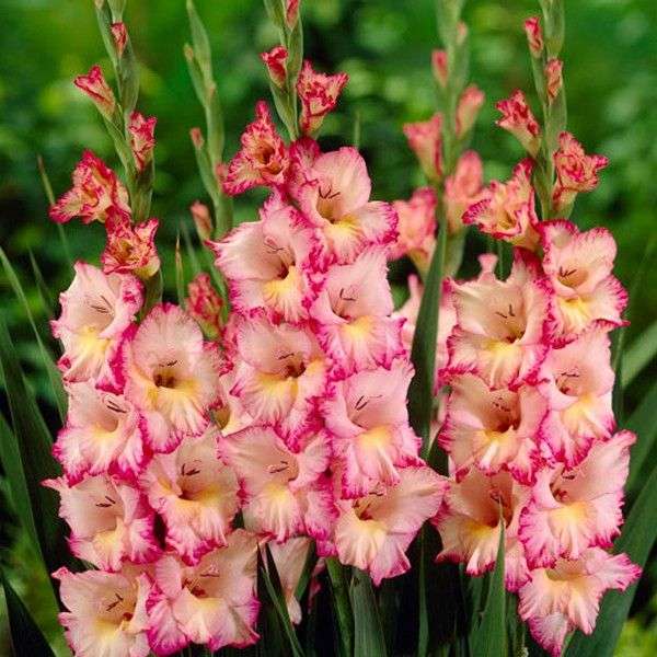 Gladioli - Dolce Vita - 10 bulbs