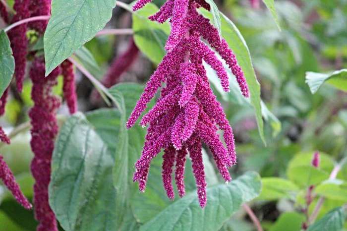Amaranthus Caudatus Red Seed