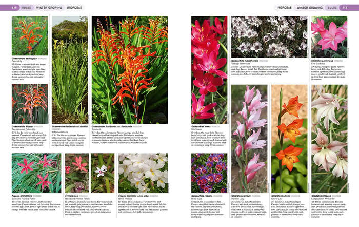 South African Indigenous Garden Plants: The Gardeners Guide