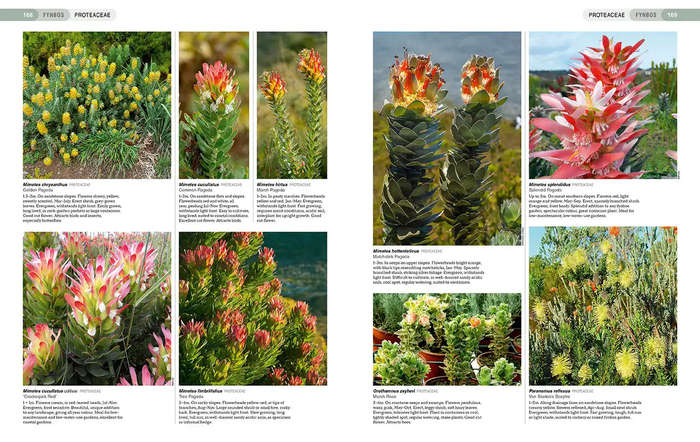 South African Indigenous Garden Plants: The Gardeners Guide