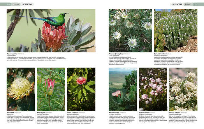 South African Indigenous Garden Plants: The Gardeners Guide