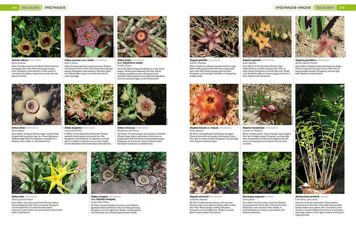 South African Indigenous Garden Plants: The Gardeners Guide