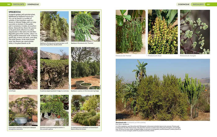 South African Indigenous Garden Plants: The Gardeners Guide