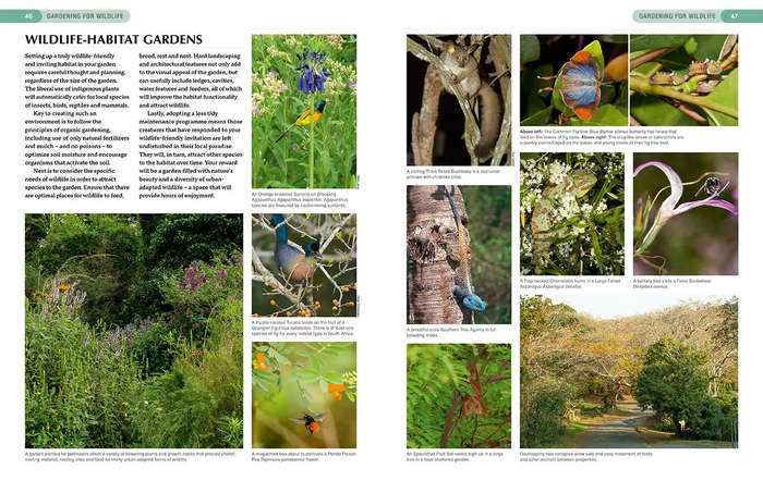 South African Indigenous Garden Plants: The Gardeners Guide
