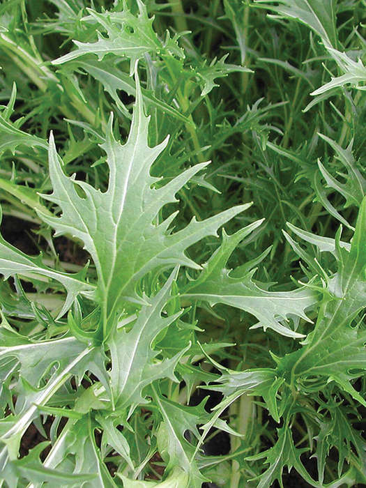 Mizuna Seeds