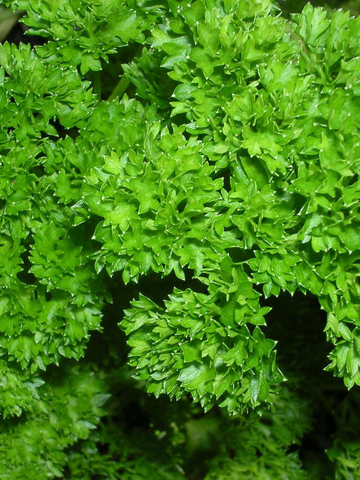 Parsley Champion Moss Curled Seeds