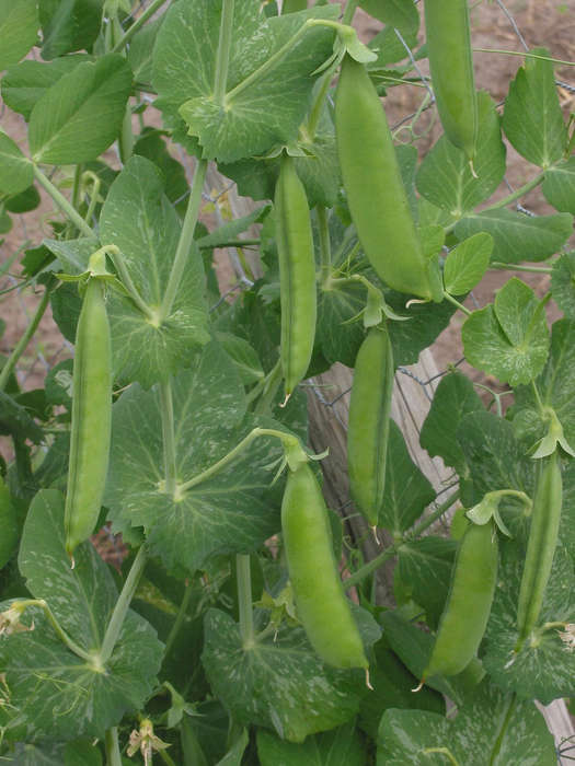 Peas Greenfeast Seeds