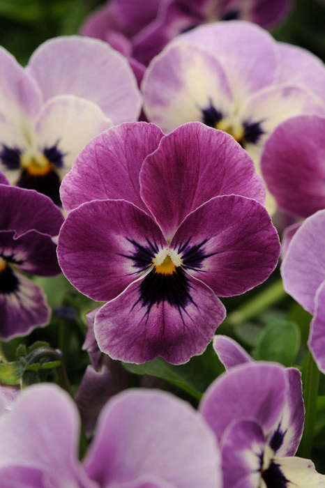 Viola Sorbet Raspberry Xp Seeds