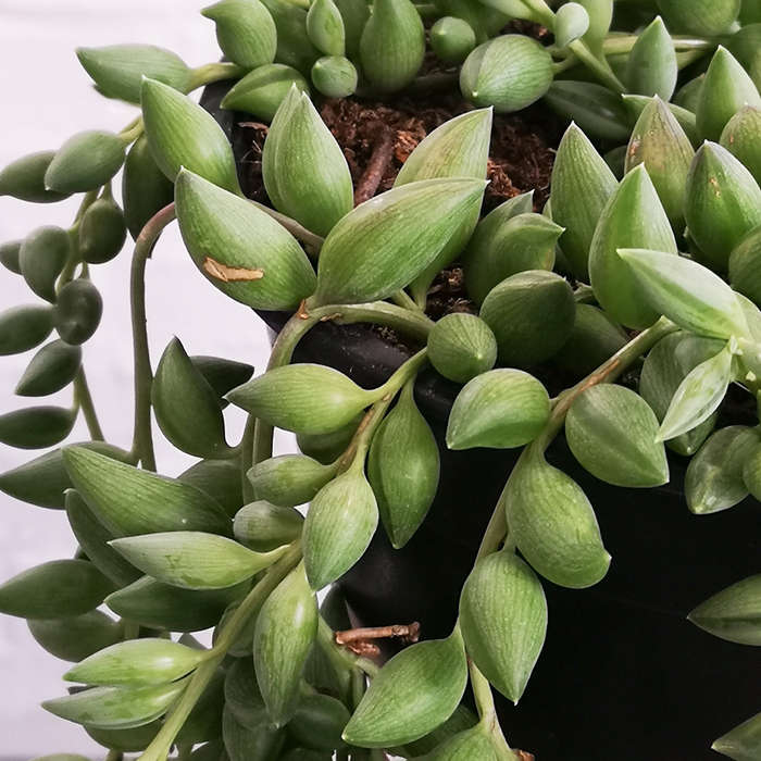 String of Beads