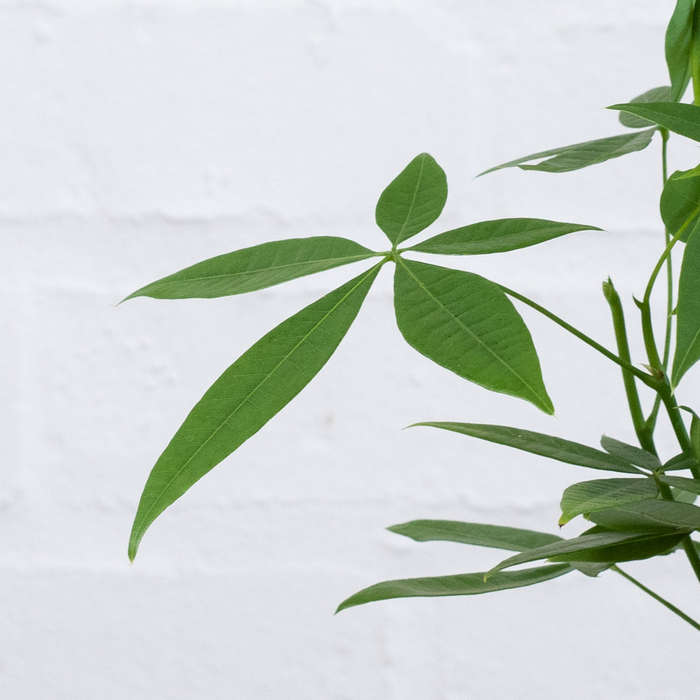 Chinese Money Tree