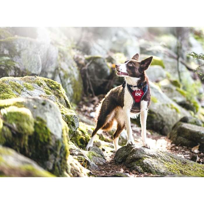 Julius K9 IDC Longwalk Harness