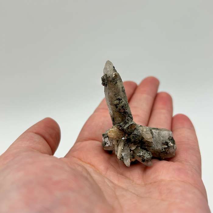 Witches Finger -Zambia