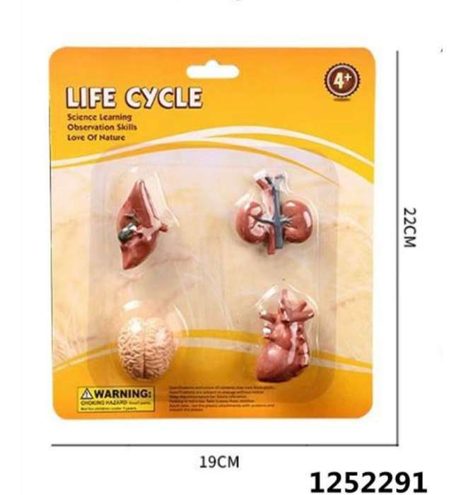Educational Toy Organs