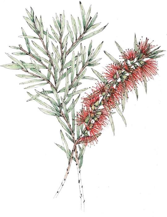 Bottle Brush Card & Envelope Maxi Pack