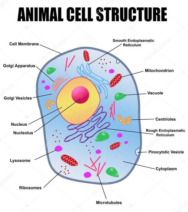 Animal Cell -Classroom Chart