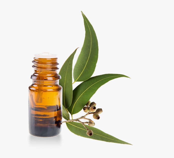 Cajeput- Essential Oil