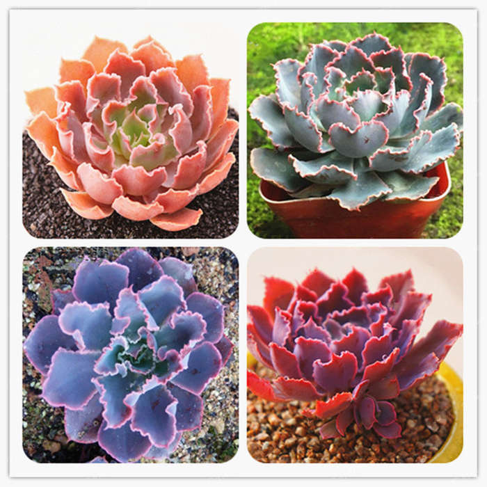 Egrow 100Pcs/Pack Echeveria Succulent Seeds Garden Planting Rare Lithops Plant