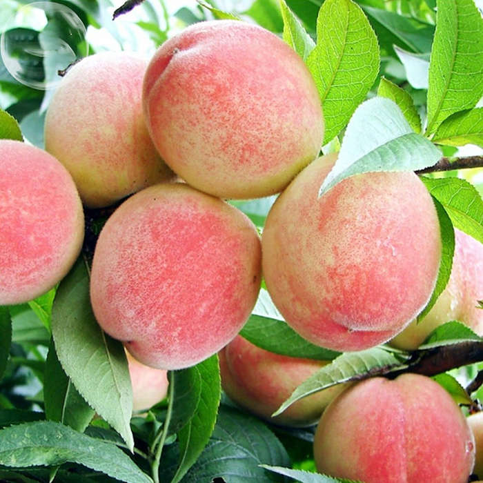 Egrow 5Pcs/Pack Peach Tree Seeds Garden Dwarf Bonanza Sweet Peaches Bonsai Frui