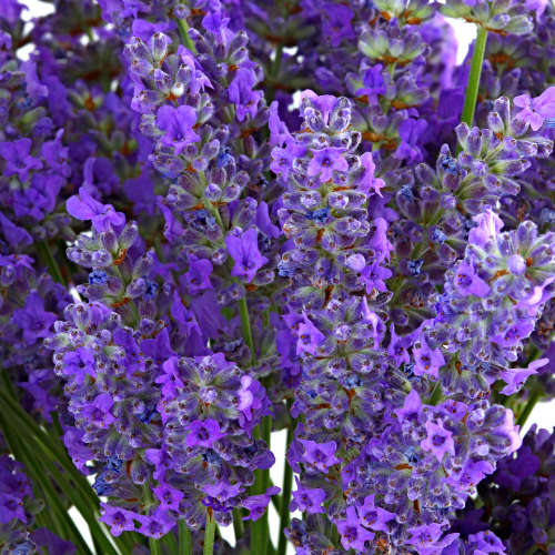 Patchouli Fragrance Oil - 50ml