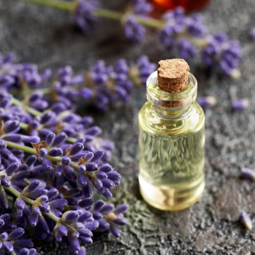 Lavender Fragrance Oil - 50ml