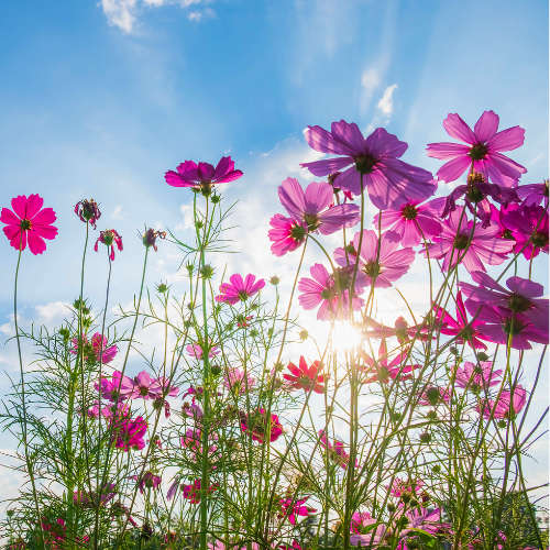 Wild Cosmos Fragrance Oil - 10ml