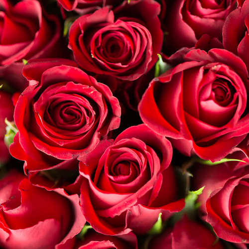 Rose Fragrance Oil - 1L