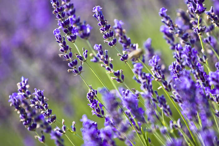 Lavender Field Fragrance Oil - 10ml (CP)