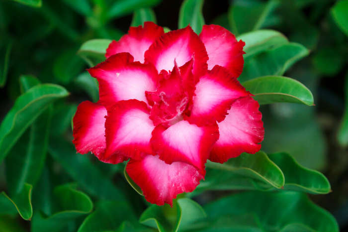 Desert Rose Fragrance Oil - 500ml