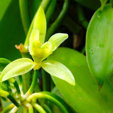 Vanilla Perfume (Fragrance)