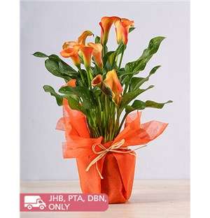 Orange Zantedeschia Plant