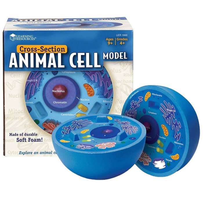 Learning Resources - Cross-Section Animal Cell Model