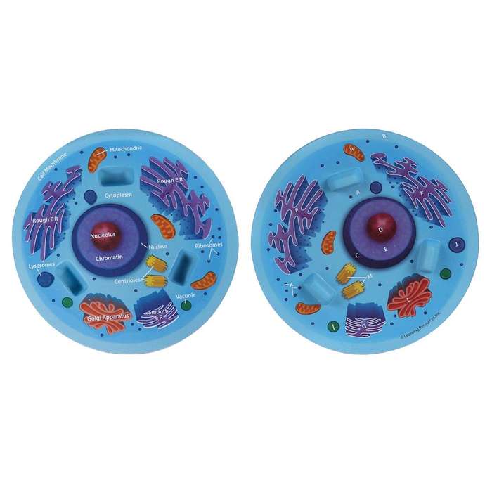 Learning Resources - Cross-Section Animal Cell Model