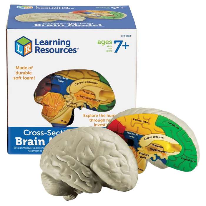 Learning Resources - Cross - Section Brain Model