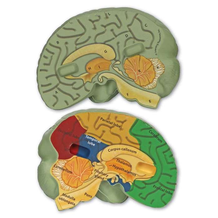 Learning Resources - Cross - Section Brain Model